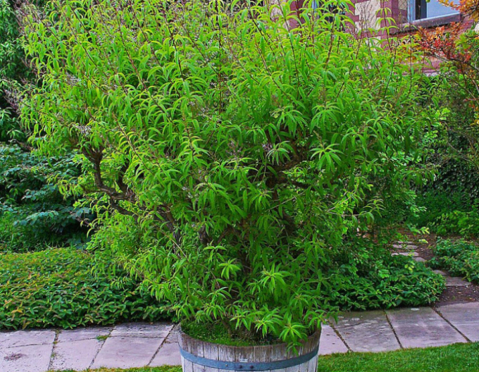 Eisenkraut ( Aloesia) Zitrone