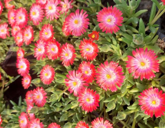 Delosperma Eiscreme-Lachs