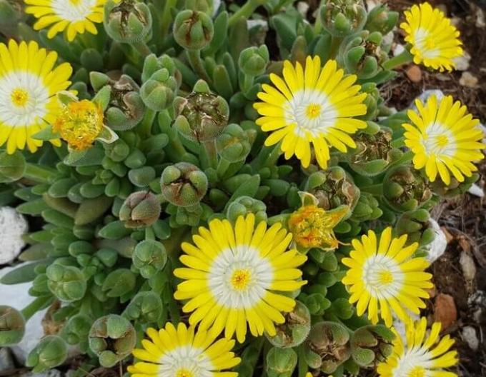 Delosperma Eiscreme Gelb