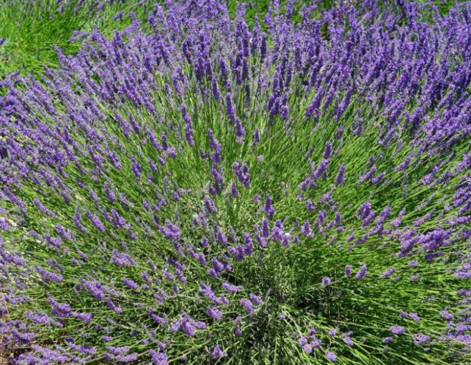 Lavendel Grosso