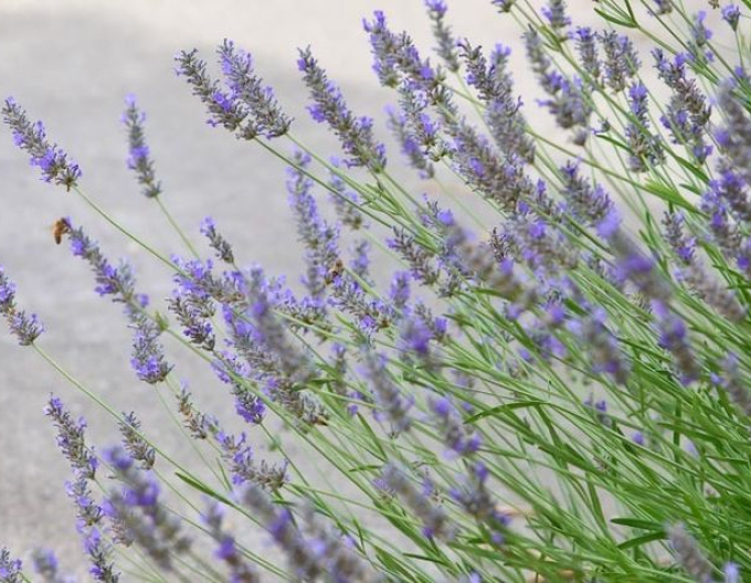 Lavendel Grosso