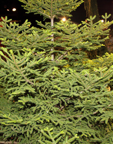Östliche Fichte Gracilis