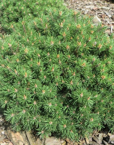 Pyrenäenkiefer Nest