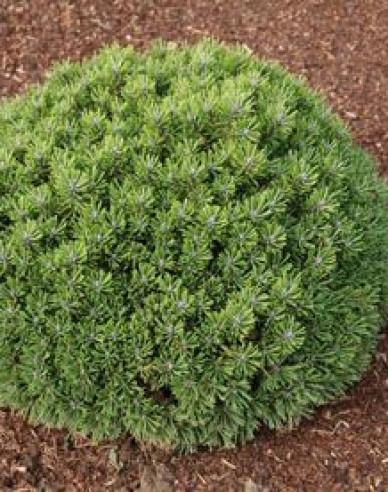 Pyrenäenkiefer Nest