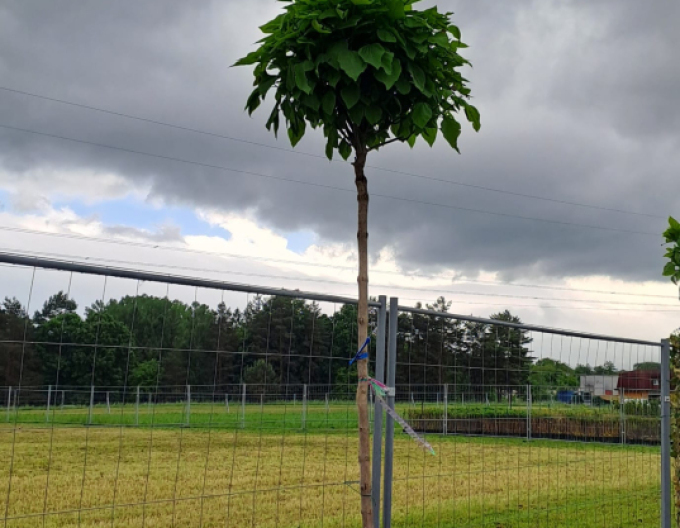 Catalpa Nana