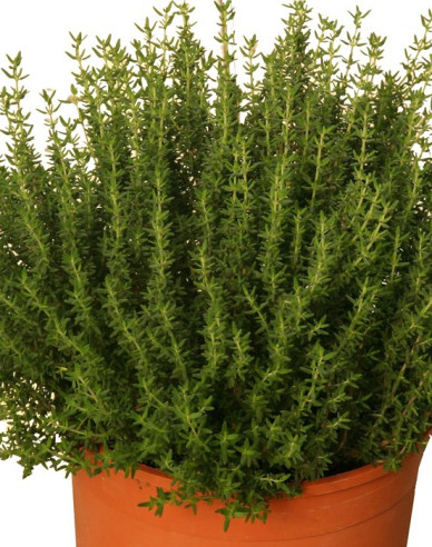 Thymian 1,4l