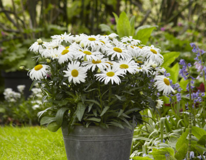 Margarete von Great Crest White Lion