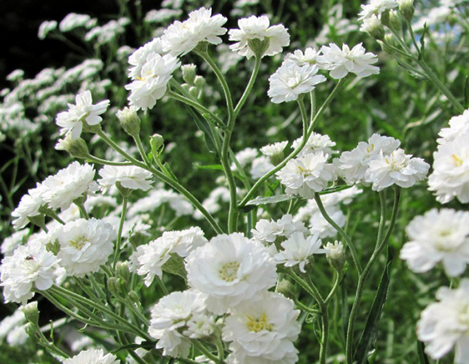 Schneeflocke Gypsomilla Schneeflocke