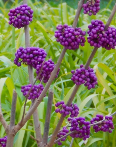 Schönfrucht Profusion