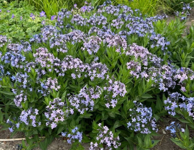 Amsonia Blaues Eis