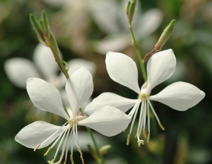 Gaura Gaudi Weiß