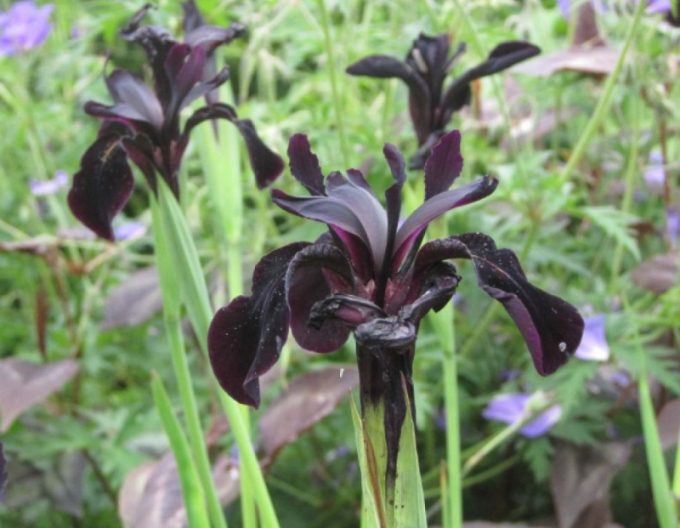 Sibirische Schwertlilie Black Knight