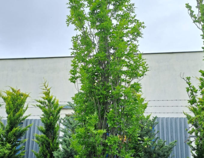 Sumpfeiche Green Pillar