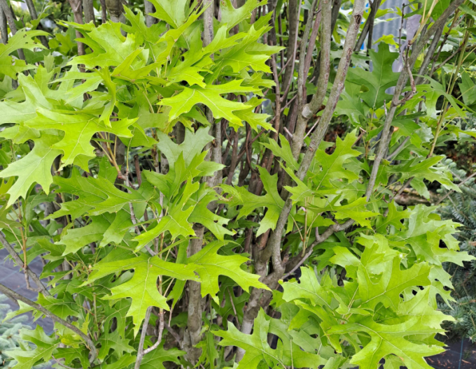 Sumpfeiche Green Pillar