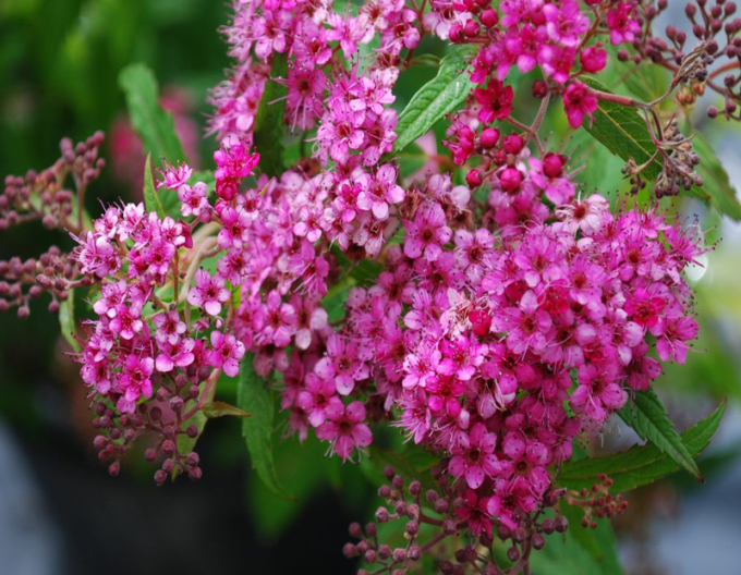 Sommerspiere Zigeunerblut