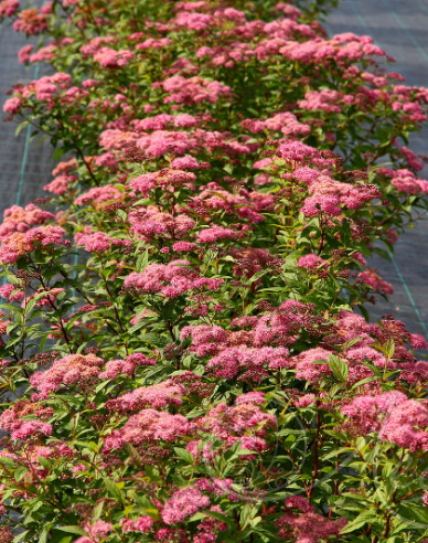 Sommerspiere Zigeunerblut