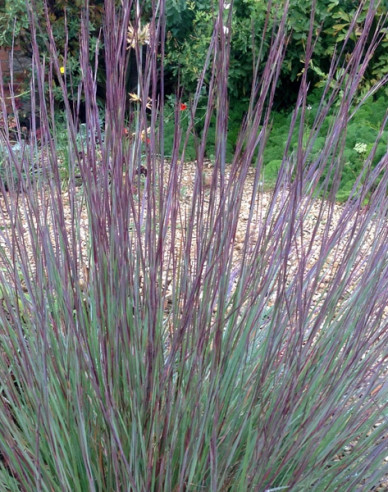 Kleines Präriegras Prairie Blues 1L
