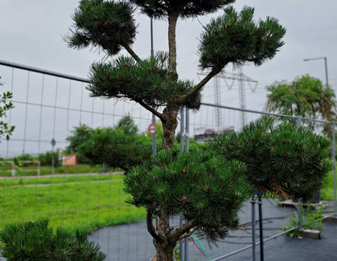 Waldkiefer Bonsai 180/200cm