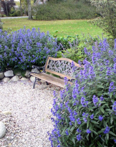 Bartblume "HEAVENLY BLUE"