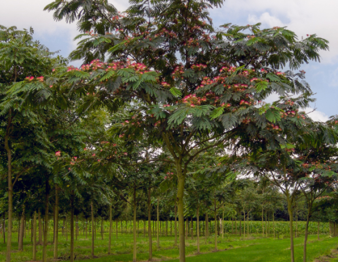 Albizia rosa an einem Anhänger