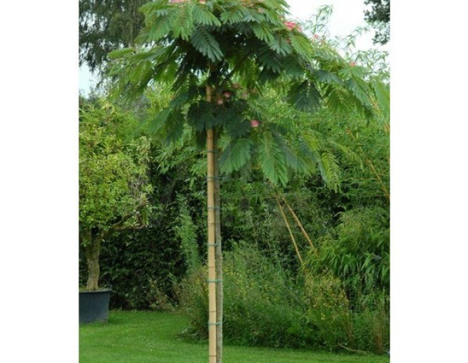 Albizia rosa an einem Anhänger
