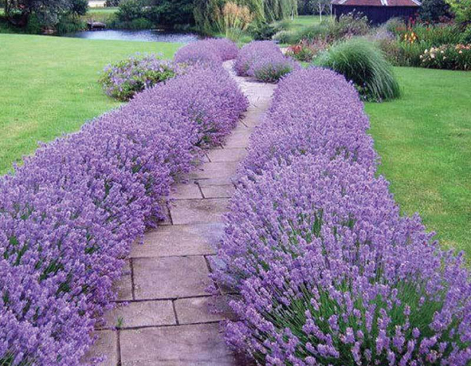 Lavendel Super Blue