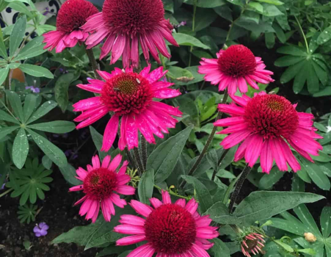 Echinacea Delicious Candy