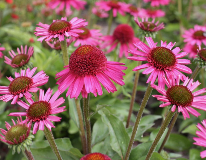 Echinacea Delicious Candy