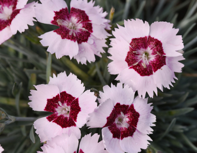 Nelke Mountain Frost Ruby Snow