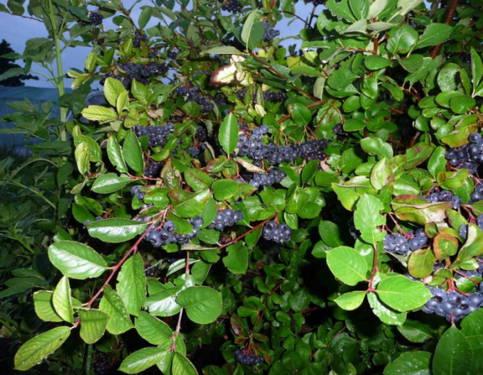 Aronia Nero, Forts. 5l