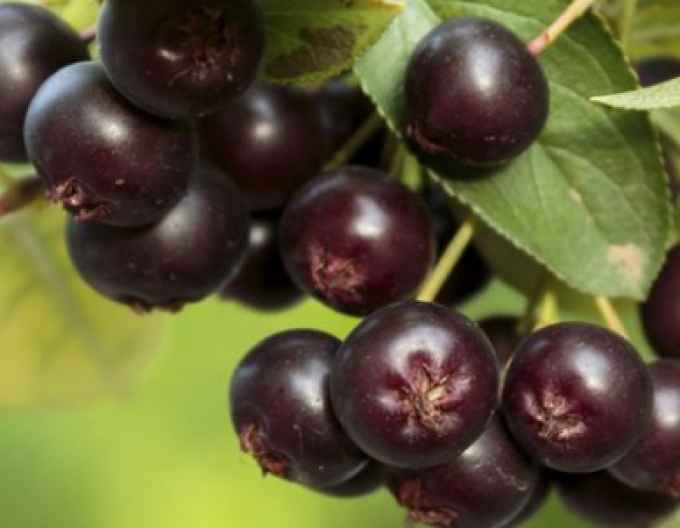 Aronia Nero, Forts. 5l