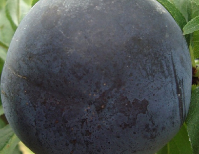 Japanische Pflaume Black Sun, auf MRS, Cont. 5l