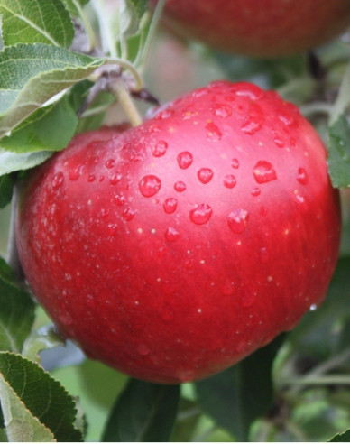 Apfel Idared, auf M9, Cont. 5l