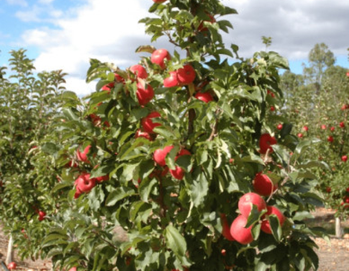 Winterapfel Hi Early, auf MM106, Cont. 5l