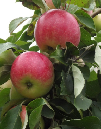Apfelbaum Champion auf MM106, Cont. 5l