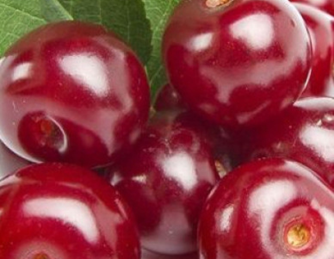 Sauerkirsche ÉRDI BÖTERMÖ, auf Prunus Mahaleb, Cont.9l