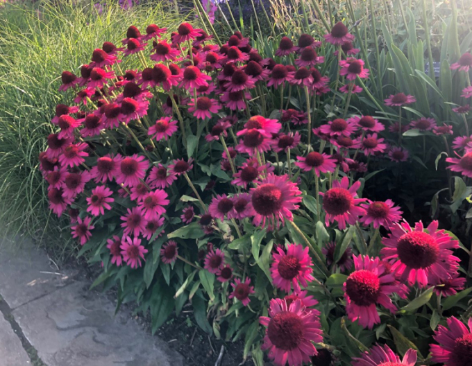 Echinacea Delicious Candy