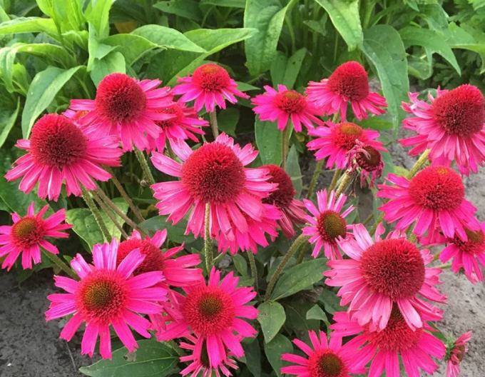 Echinacea Delicious Candy