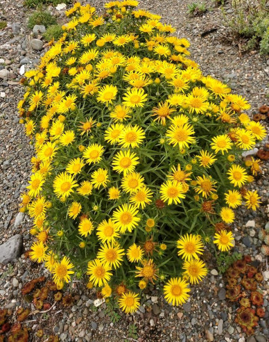 Inula ensifolia - Gelb