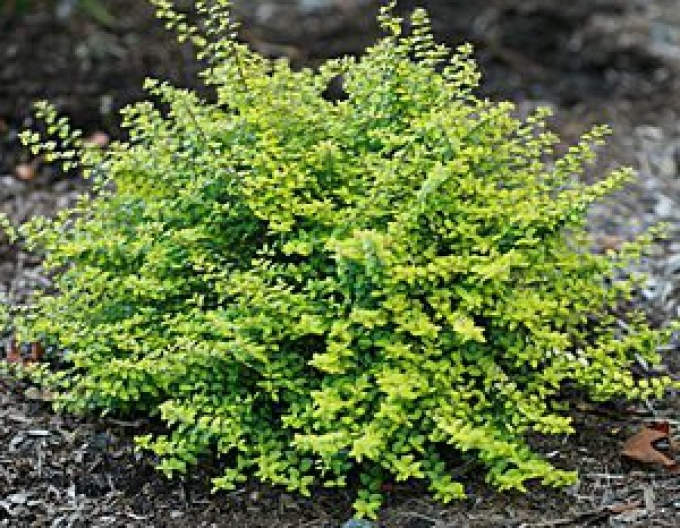 Zweigelige" Kreuzblume