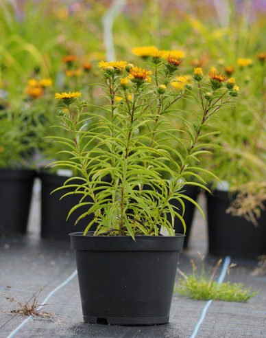 Inula ensifolia - Gelb