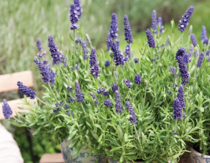 Lavendel Super Blue