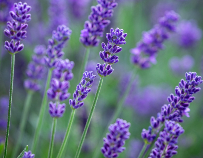 Lavendel Super Blue