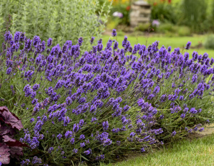 Lavendel Super Blue