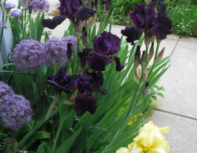 Sibirische Schwertlilie Black Knight