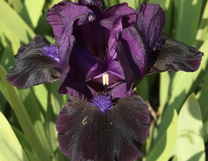 Sibirische Schwertlilie Black Knight