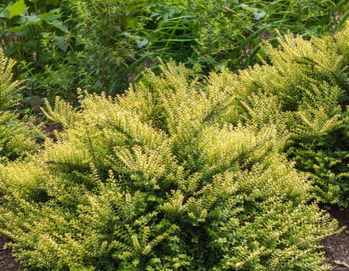 Zweigelige" Kreuzblume