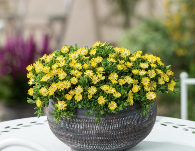 Delosperma Eiscreme Gelb
