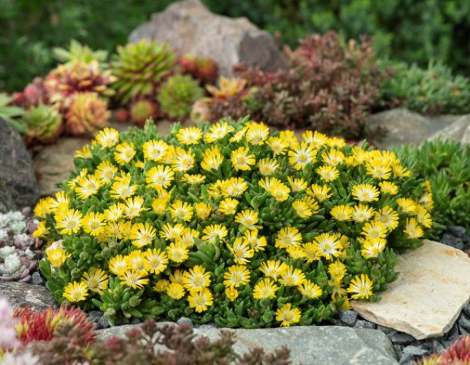 Delosperma Eiscreme Gelb