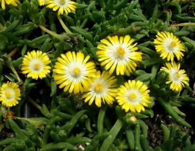 Delosperma Eiscreme Gelb